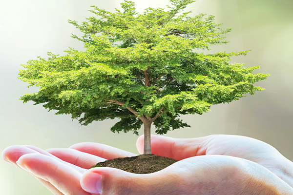 A hand gently cradles a small tree, symbolizing care and growth in a nurturing gesture.