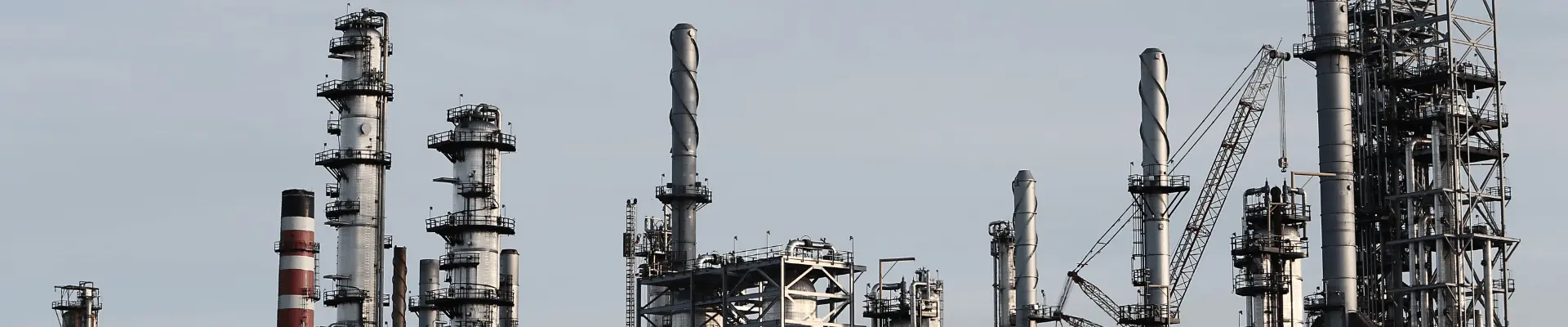 Night view of a plant